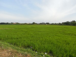 Rice patty!  The field is GREEN and ready to harvest!!